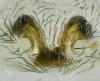 Dictyna uncinata